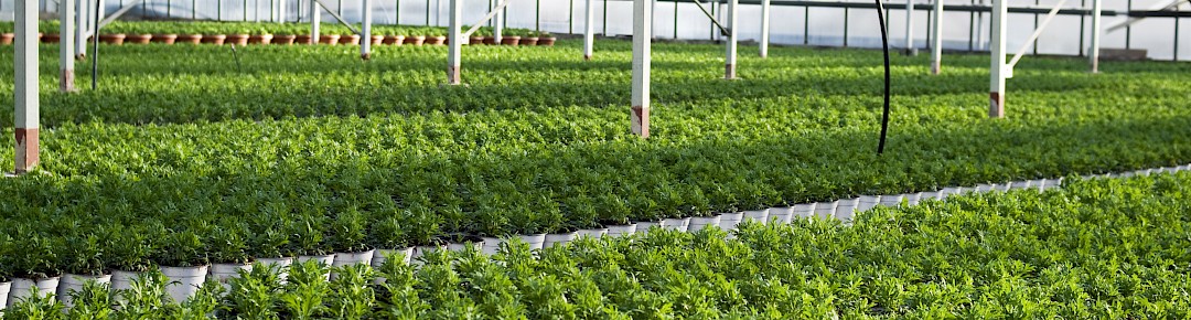 Horticultural Fertilisers